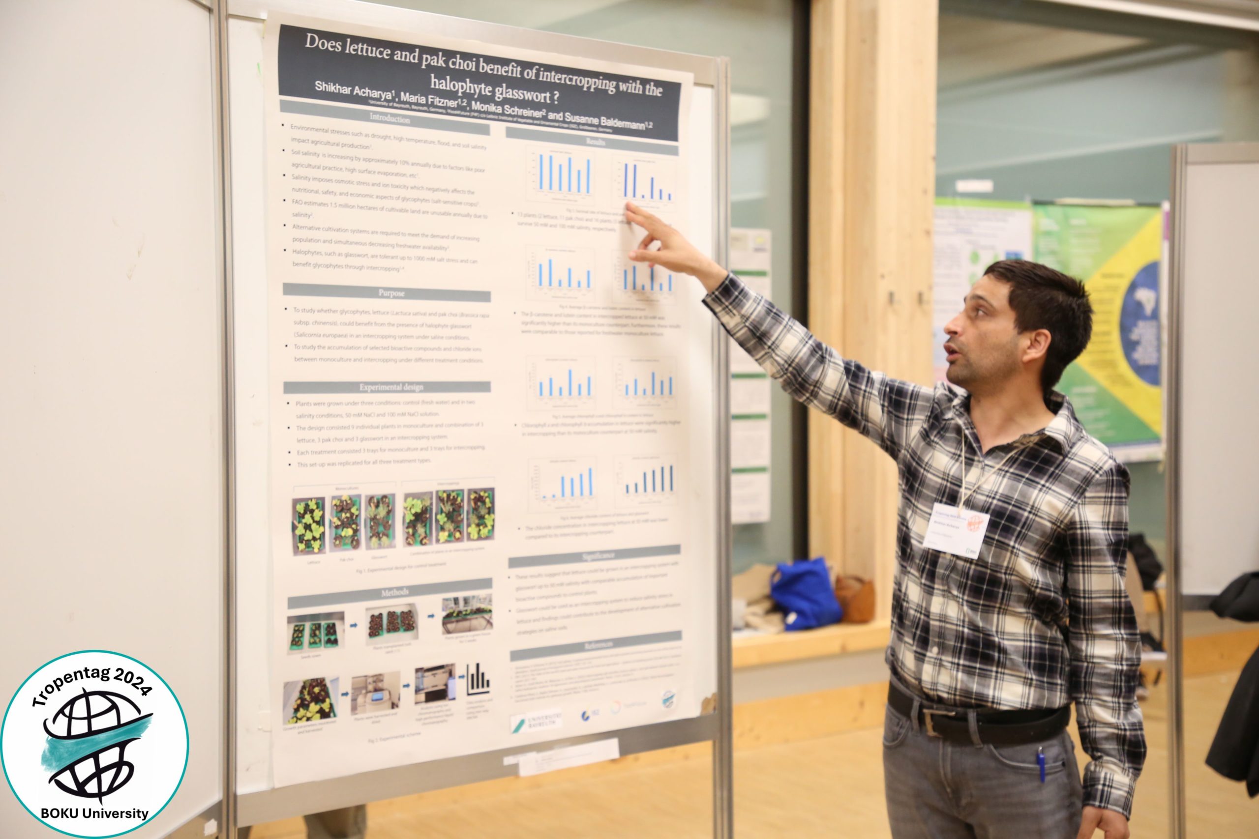 Can intercropping halophytes benefit salt-sensitive crops in saline soils?