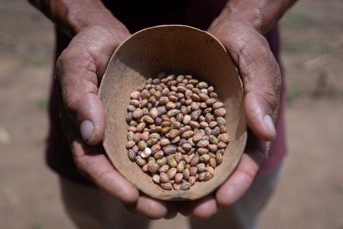 Beans, Palms, and Forest Dreams: Biodiversity in Action